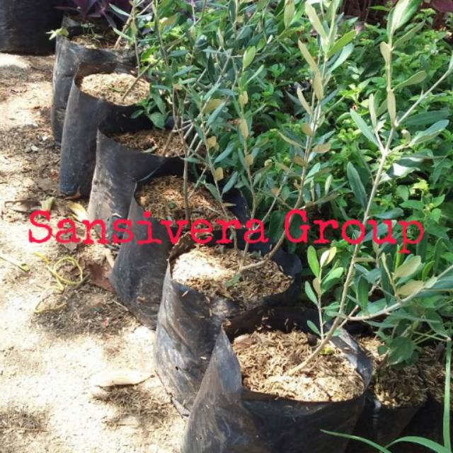 Tanaman Herbal Zaitun Pohon Buah Zaitun Shopee Indonesia