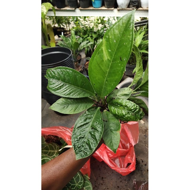 Anthurium Levis Varigata