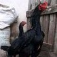 

Telur ayam oshamo japan pure