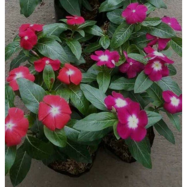 TANAMAN HIAS HIDUP VINCA WARNA RANDOM