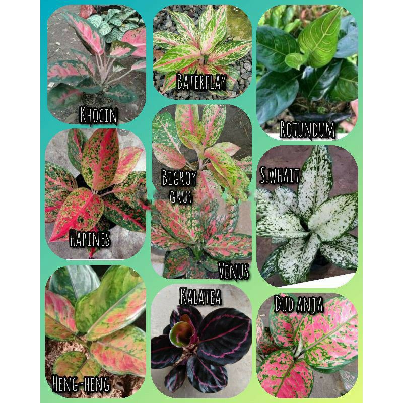 10 Jenis Bunga Aglonema Murah