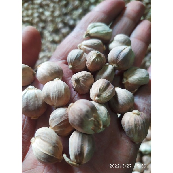 

Kapolaga kapulaga kapol kering termurah 1kg