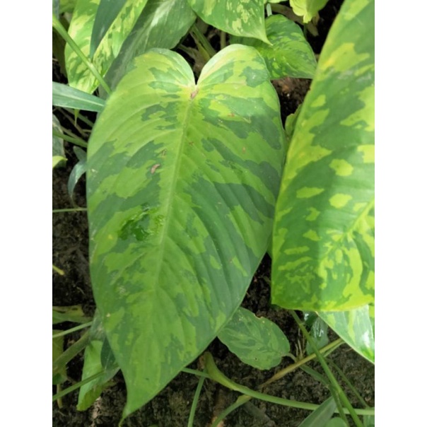 schismatoglottis sp sulawesi 02