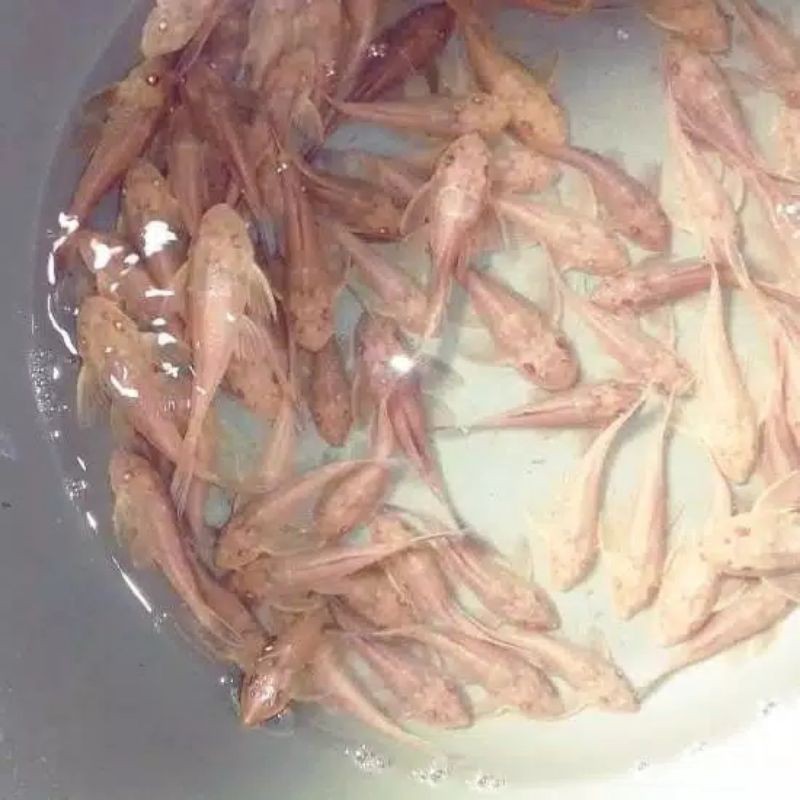 Ikan sapu sapu albino