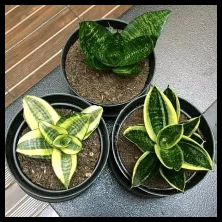 Paket 3 Pohon Lidah Mertua Mini