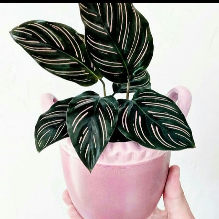 tanaman hias calathea ornata / calathea ornata - Bunga Calathea - Calathea Hidup - tanaman hias hidu
