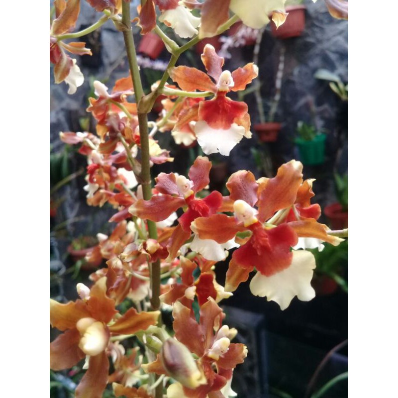 Paket duo oncidium (volcano dan shary baby)