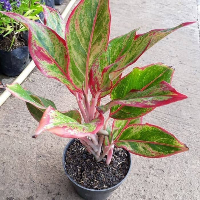 tanaman hias aglonema lipstik - bibit aglaonema lipstik