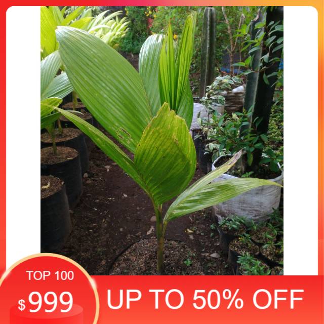 Bibit Pinang Asal Thailand Tinggi 30-35cm