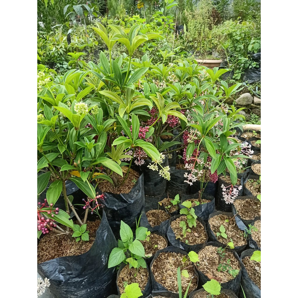 bibit pohon parijoto sudah berbuah