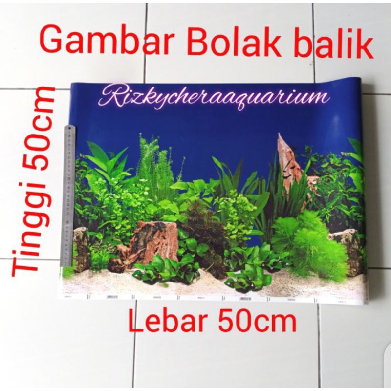 wallpaper gambar begron aquarium Tinggi 50cm Panjang 50cm