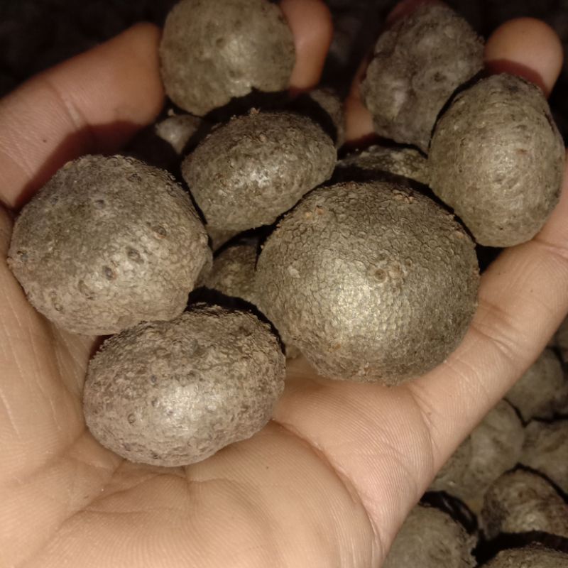 benih katak porang ukuran medium 1 kg isi 200-250