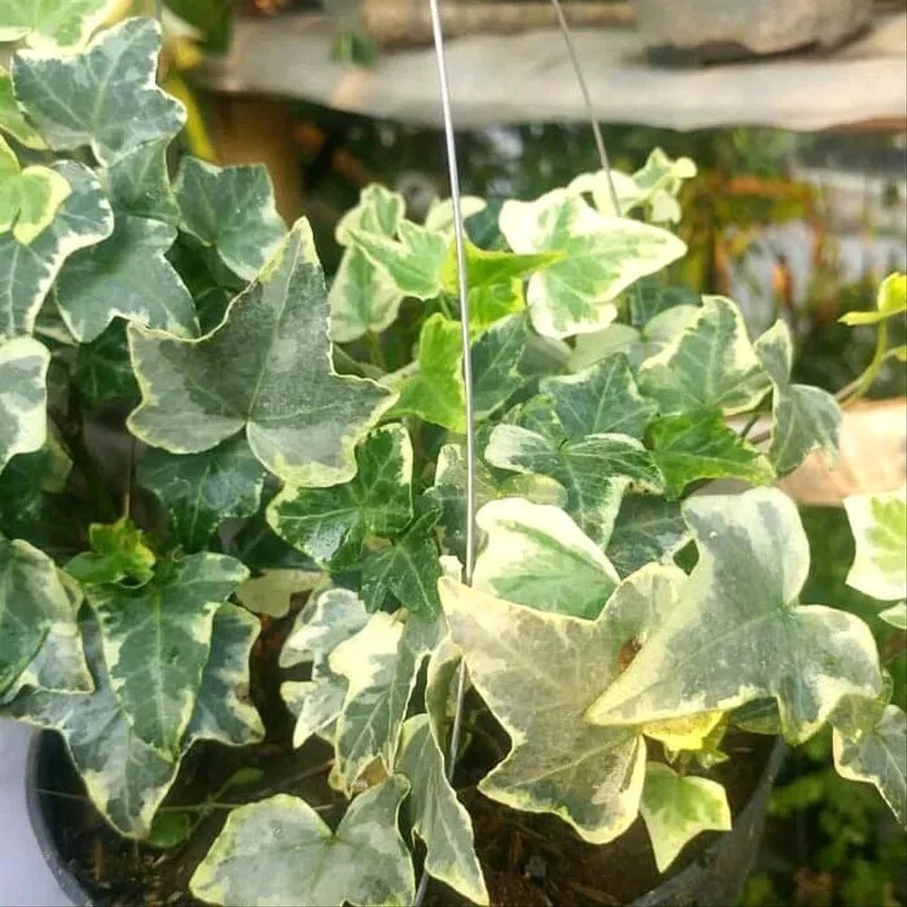 Ivy English Tanaman Hias Gantung English Ivy Variegata Ipi Shopee Indonesia