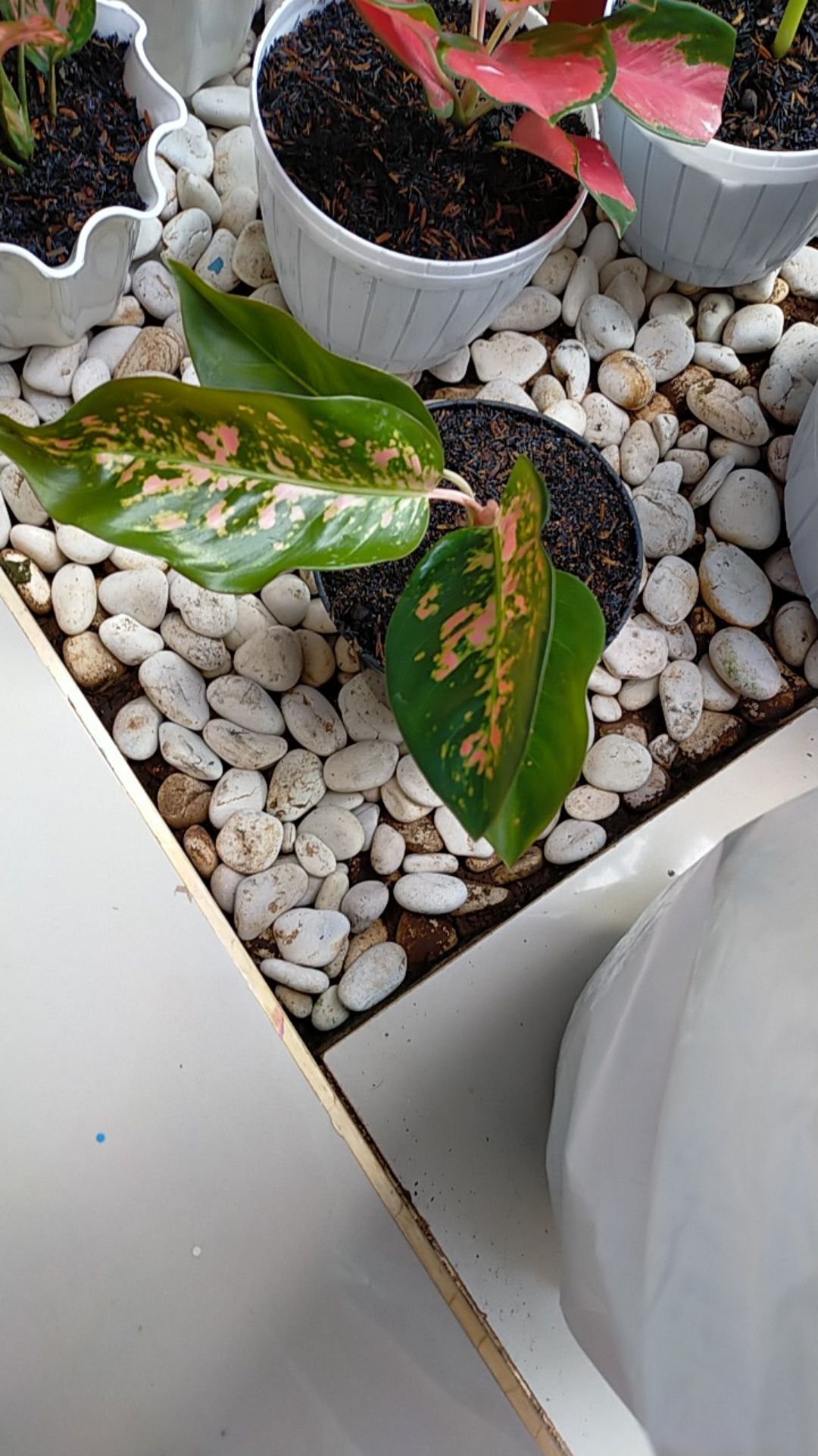 Promo Aglonema Kocin Ukuran Remaja - Tanaman Hias - Aglonema Kocin Dewasa.