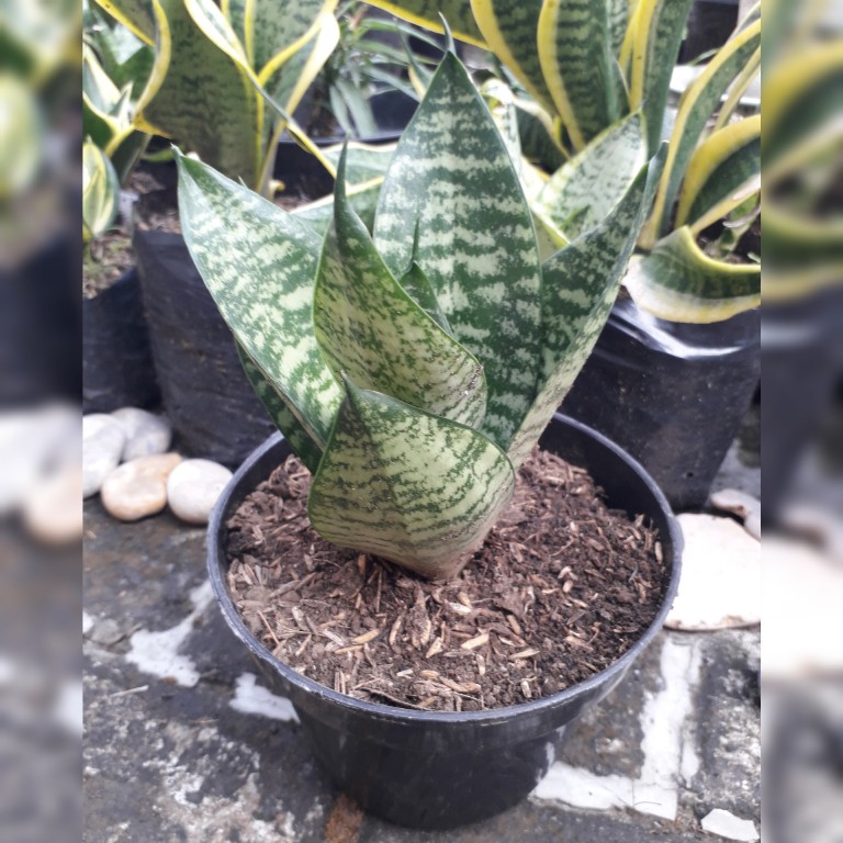 Jual tanaman hias hidup sansevieria lidah mertua tapis kodok mini hijau ...
