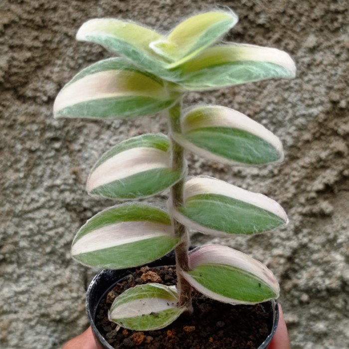 tradescantia sillamontana variegata tanaman