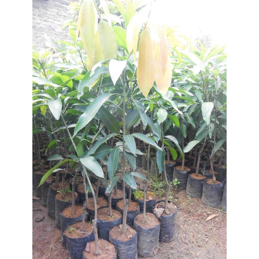 

BIBIT MANGGA ARUMANIS KUALITAS SUPER HASIL MELIMPAH RASA BUAH MANIS