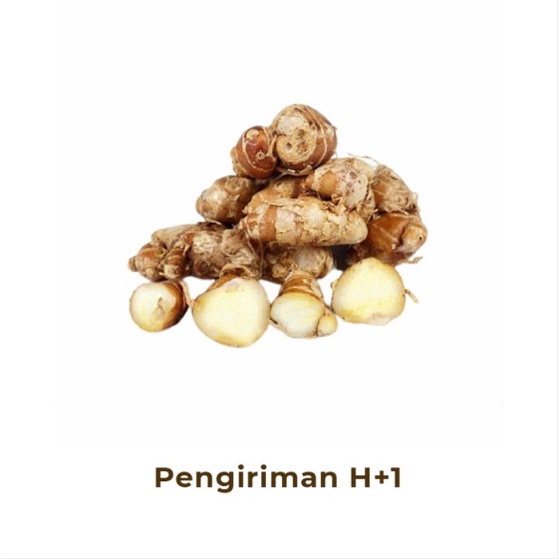 Kencur Segar