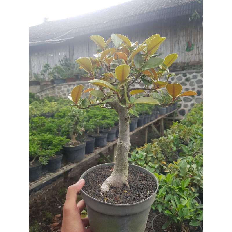 Tanaman hias bonsai iprik pupus merah / iprik silver