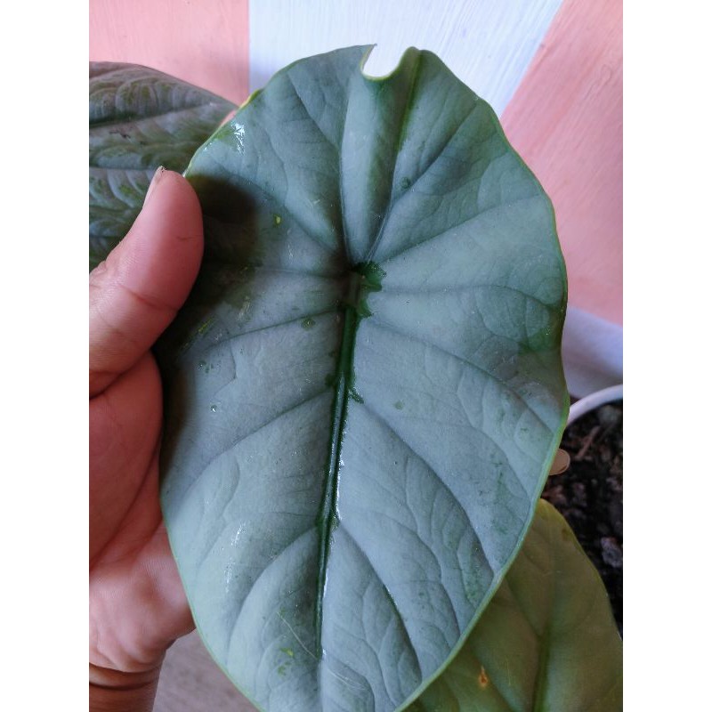 melo badak Kapuas/maharani(rawatan)