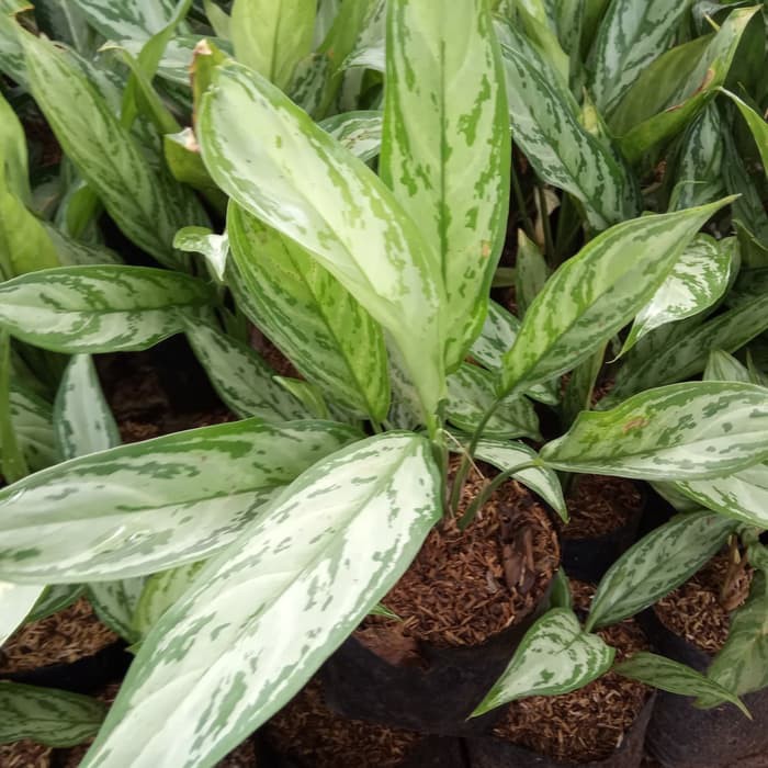 tanaman hias blanceng susu - sri rejeki susu - blanceng susu