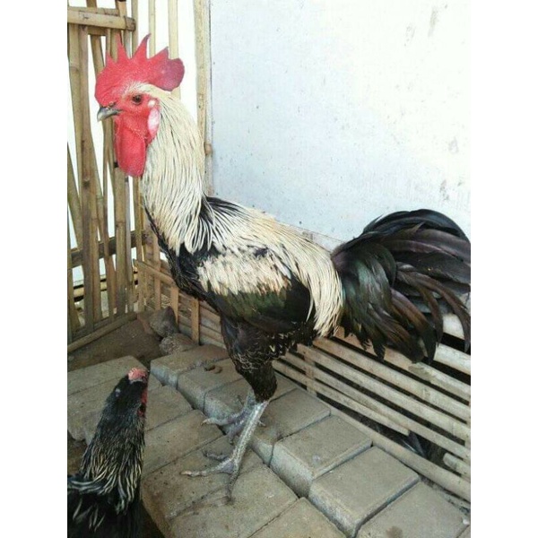 TELOR AYAM PELUNG JUMBO BIBIT SUPER ASLI TRAH BAGUS