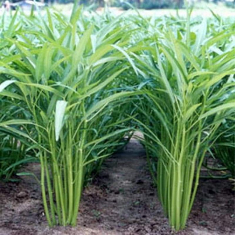 Benih Biji Sayuran Kangkung Mudah tumbuh Benih Unggul Hidroponik