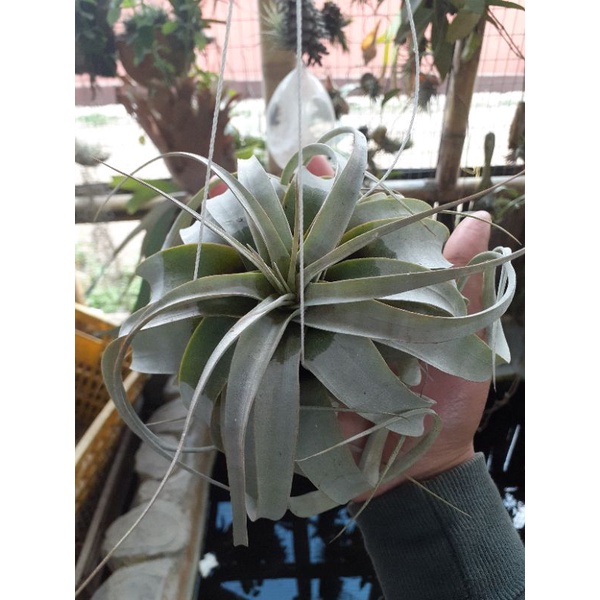 tillandsia xerographica airplant