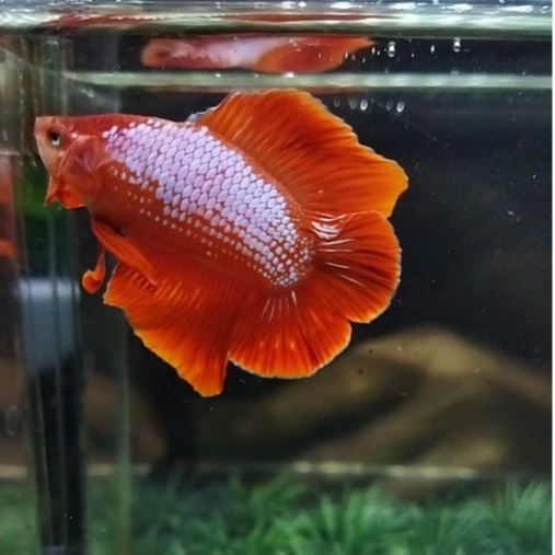 CUPANG PLAKAT DOUBLE TAIL/PKDT/DTPK ORANGE SUNKIST LINE LEOPARD 100% REALPICT - SESUAI FOTO (KODE BA
