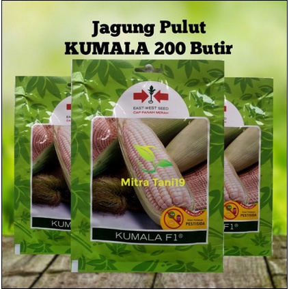 CAP PANAH MERAH BIBIT BENIH TANAMAN JAGUNG PULUT KETAN SUSU KUMALA SP 200 BUTIR