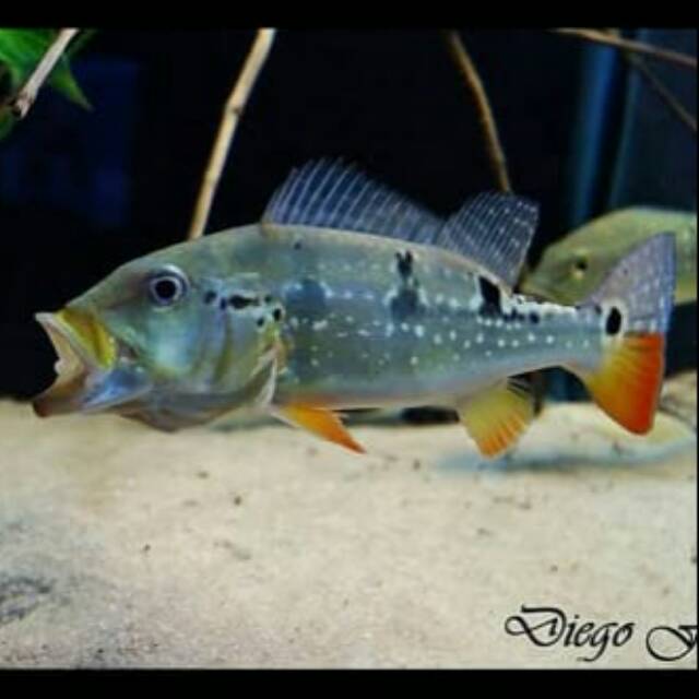 Pbass Pinima Peacok Bass Cichla Amazon