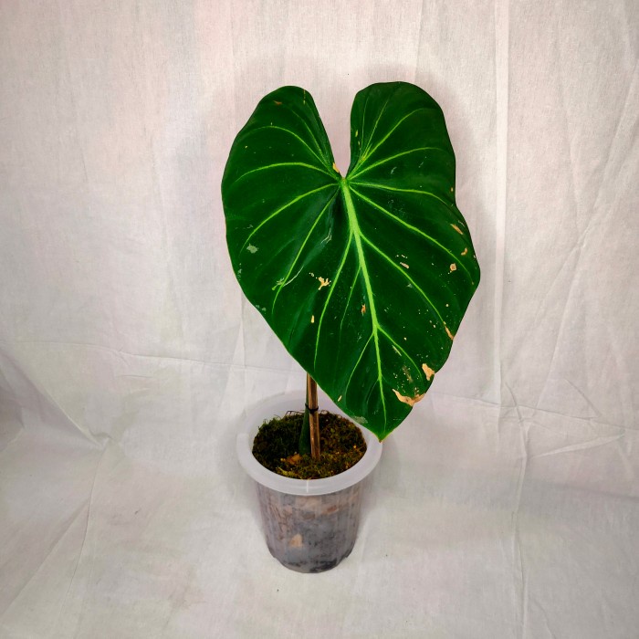 

MUST HAVE!! GLORIOSUM DARKFORM TERLARIS