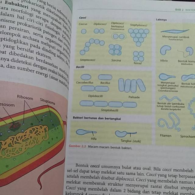 BUKU MIKROBIOLOGI FARMASI ORIGINAL