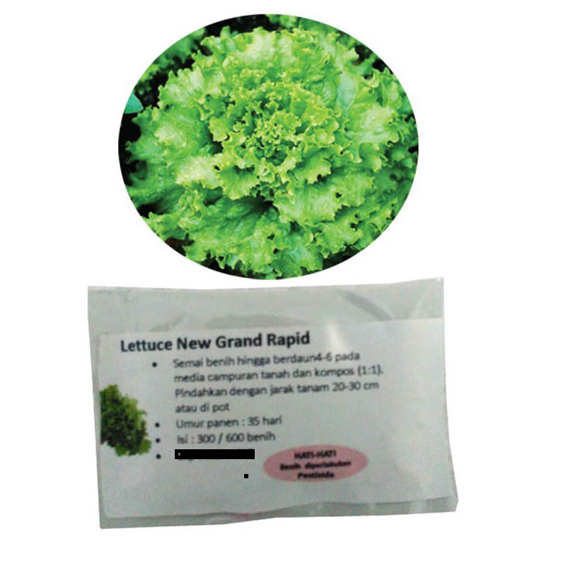 Lettuce- New Grand Rapid- 300benih