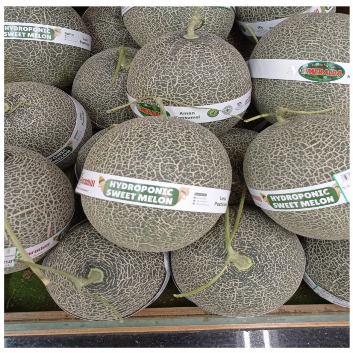 

Melon Hidroponik Emaralia sweet / pics