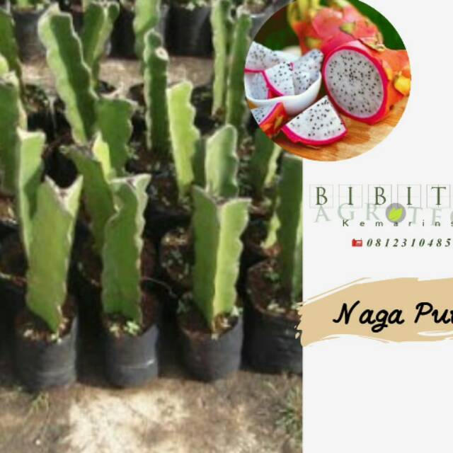 Bibit Buah Naga Putih