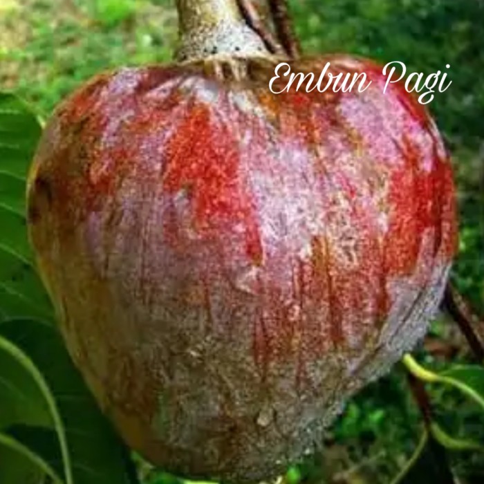 Bibit pohon buah Mulwo Langka