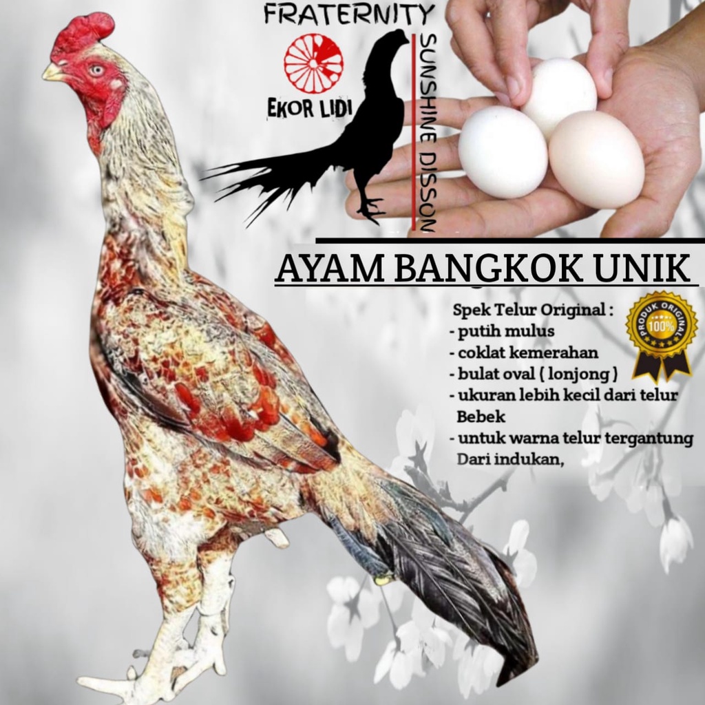 telur Ayam Bangkok Unik Ekor Lidi  Nongpradu