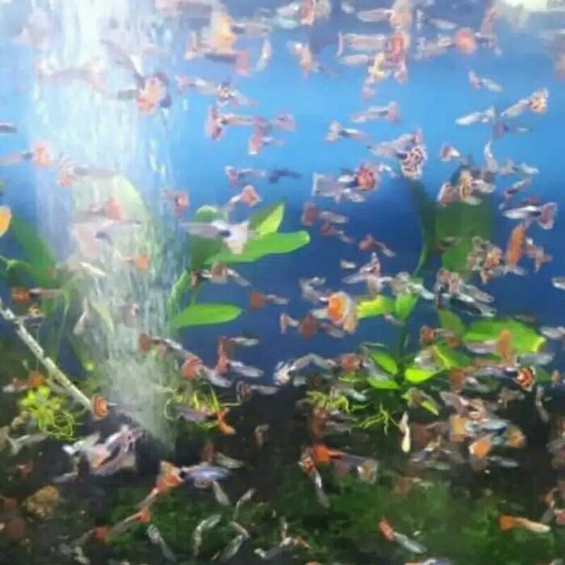 IKAN GUPPY COBRA AQUARIUM AQUASCAPE