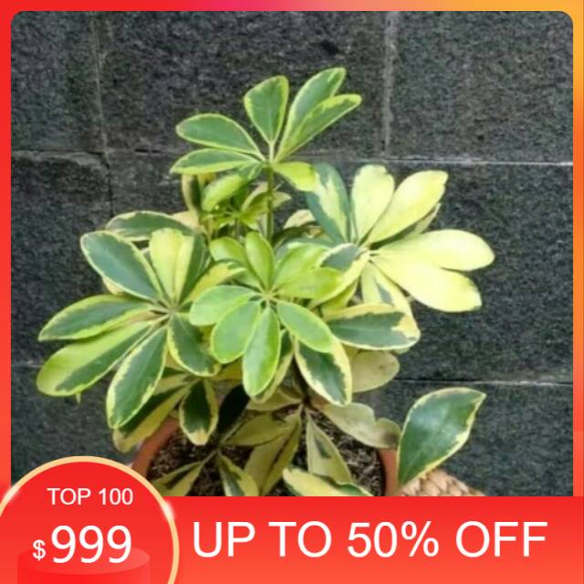 Tanaman hias wali songo variegata