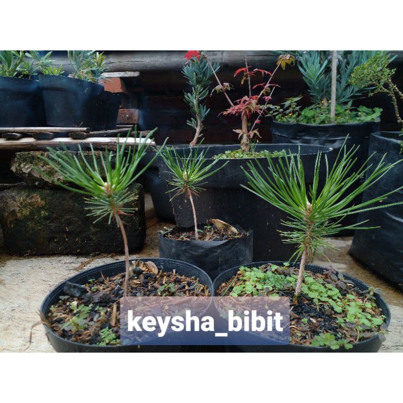 

japanese black pine