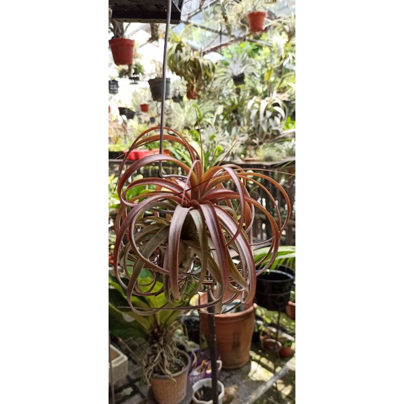 Tanaman Hias Tillandsia Koleksi Love Knot Good Quality Airplant Tanaman Hias Indoor Unik Plant