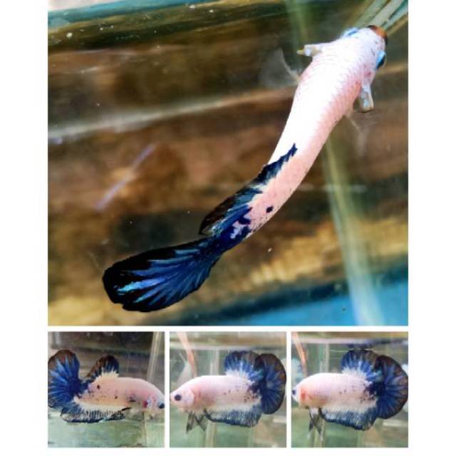 Ikan Cupang Blue Rim Sesuai Gambar Hiasan Aquarium Ikan Hias