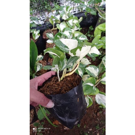 sirih manjula varigata putih