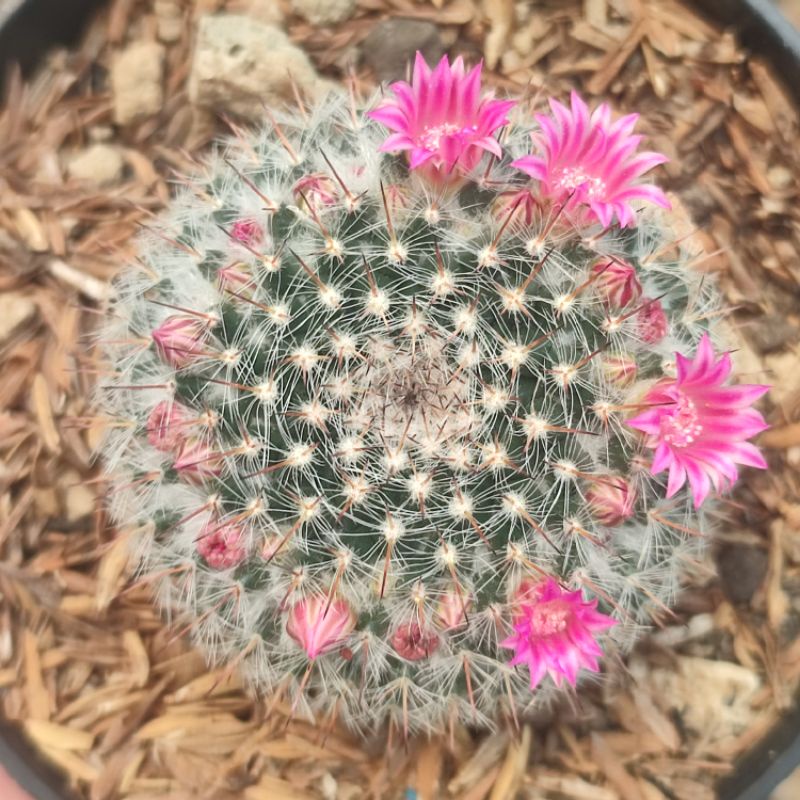 Mammillaria woodsii import ownroot