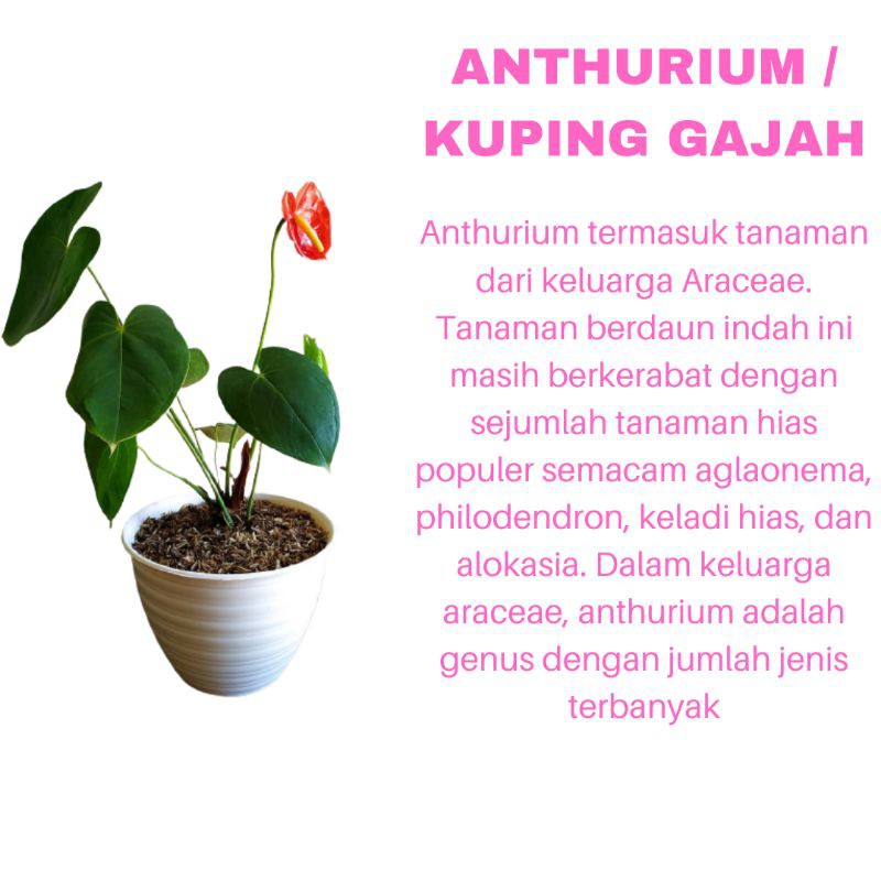 PROMO TANAMAN HIAS BUNGA ANTHURIUM KUPING GAJAH KUALITAS SUPER WARNA MERAH | MURAH | COD