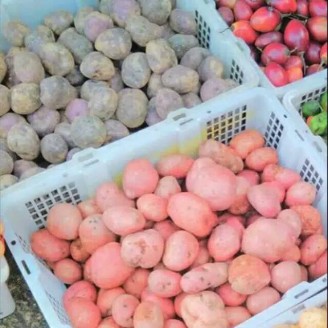 ready kentang ungu kentang merah dieng.siap kirim ke seluruh indonesia.