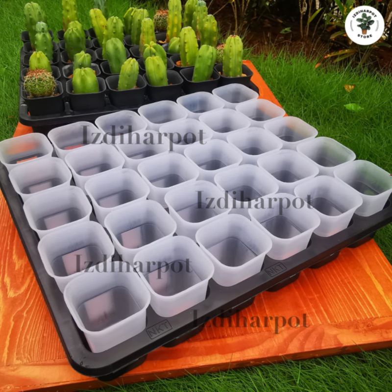 1 SET TRAY LUBANG 30 + POT NKT KOTAK 5CM BENING 30 PCS | TRAY SEMAI BIBIT