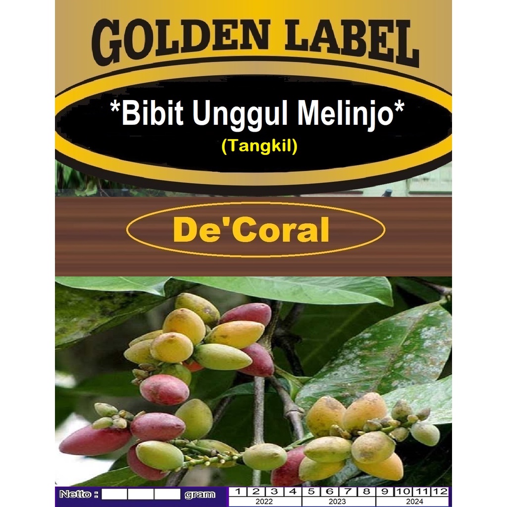 Bibit Unggul Melinjo|Tangkil| Benih Buah Melinjo|Biji Bibit Melinjo