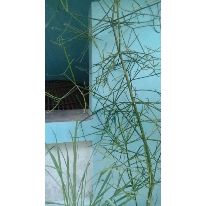 

daun herbal patah tulang